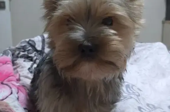 Пропал собака, улица Космонавта Леонова, Калининград - йорк с чёрным ошейником - photo