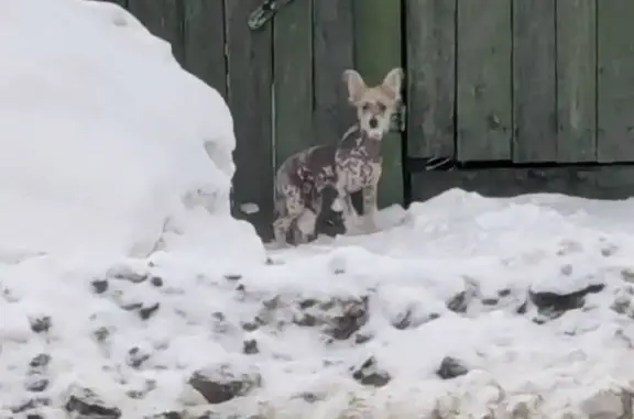Пропала собака, проспект Ленина, Барнаул - смесь китайской хохлатой с джек-рассел-терьером - photo