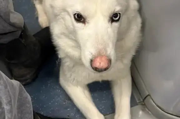 Пропала собака, улица Федотова, 14, Пермь - белая, очень дружелюбная - photo