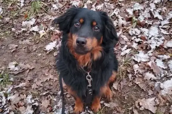 Пропал собака, мужской, улица Гилёва, 68, Уфа - откликается на кличку Макс - photo