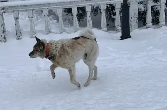 Найдена собака, Белокуриха, фото: Найден собака, мужской, Белокуриха, Алтайский край - с оборванной цепью на ошейнике