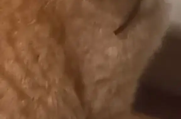 Пропал кот, улица Германа Титова, 8, Вышний Волочёк - рыжий, легко давался в руки - photo