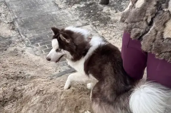 Найден собака, набережная Авиастроителей, 12Б, Воронеж - photo