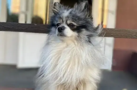 Пропал собака, улица Ивана Булкина, Самара - photo