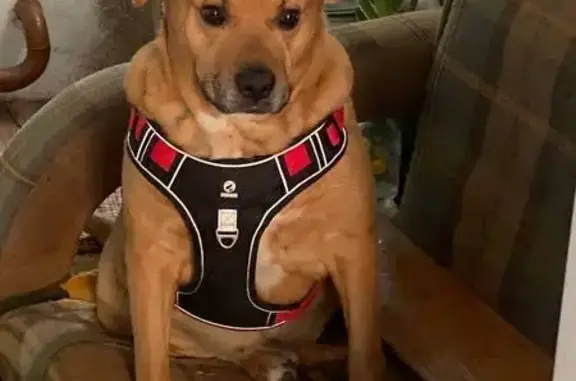 Пропал собака, улица Софьи Перовской, 20, Уфа - рыжий стаффорд с белым «галстуком» - photo