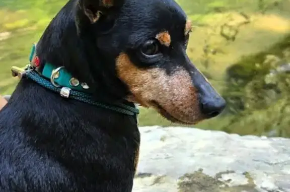 Пропал собака, мужской, улица Солидарности, 157/24, Ростов-на-Дону - photo