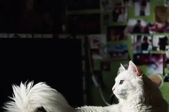 Пропал кот, Бугурсланская улица, Оренбург - глаза разного цвета - photo