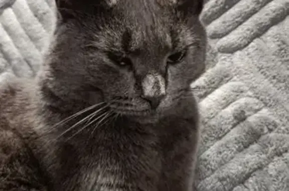 Пропал кот, Главная улица, Виллозское городское поселение - полностью серый, гладкошёрстный - photo