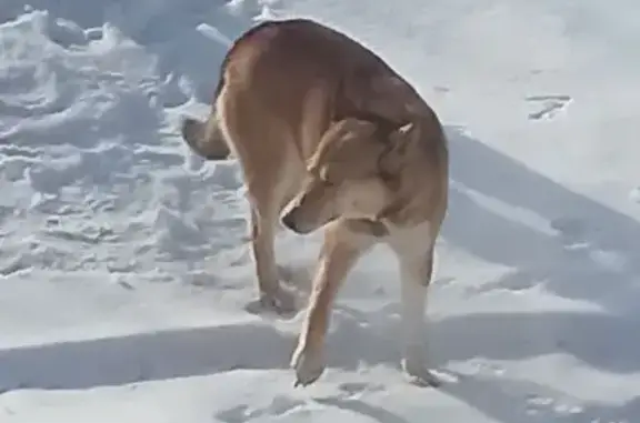 Найдена собака, Льгово, фото: Найдена собака, Льгово, Московская область - рыжая с белым лайка