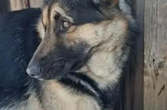 Найден собака, улица Докучаева, 26, Тула - овчарка, мальчик - photo