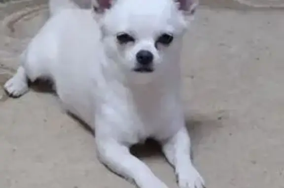 Пропала собака, Брюховецкое, Краснодарский край - белый окрас, лечебный ошейник - photo