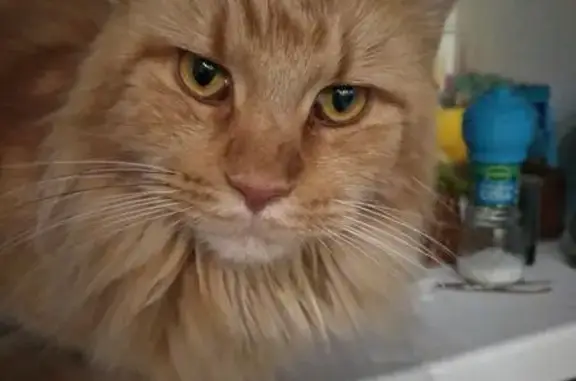 Пропала кошка, Политехническая улица, 4, Юкки - рыжий мейнкун - photo