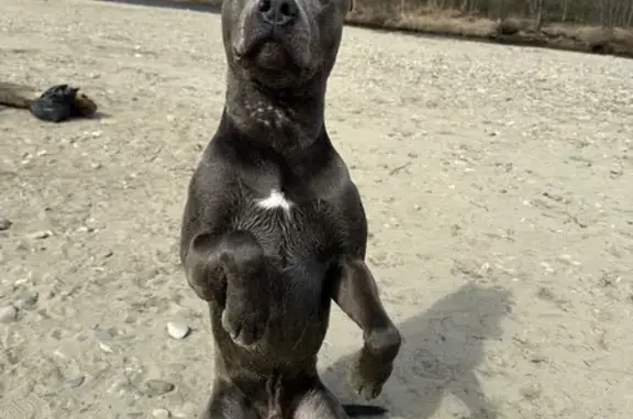 Объявления о пропавших и найденных животных, Хабаровск, фото: Пропал собака, Пермский переулок, Хабаровск - американский питбультерьер, кличка Рей