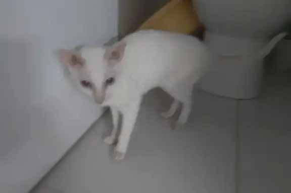 Объявления о пропавших и найденных животных, Большое Исаково, фото: Найдена кошка, Уютная улица, 9, Большое Исаково - белая, молодая