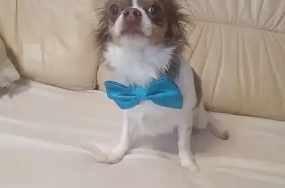 Пропал собака, Советская улица, 22, Строитель - белый с коричневыми пятнами - photo