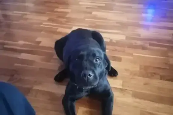 Найдена собака, Самара, фото: Найдена собака, Самара, Самарская область - черная лабрадорша