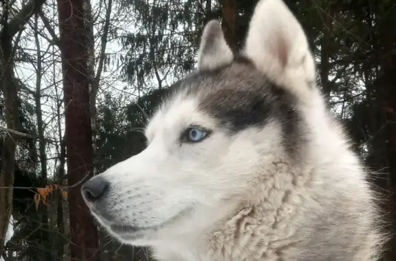 Пропал собака, 4-й Октябрьский переулок, 6, Быково - бело-серый хаски, голубые глаза - photo
