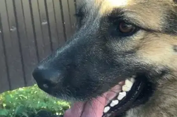 Пропала собака Девочка, Иглино (rl1152370) - photo