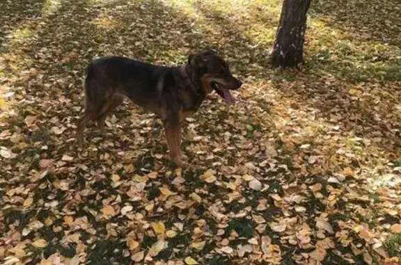 Пропала собака, женская, улица Пархоменко, Новосибирск - гладкошёрстная и пугливая - photo