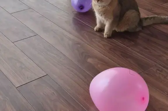 Объявления о пропавших и найденных животных, Тверь, фото: Пропал кот, 2-я Новозаводская улица, 83, городской округ Тверь - рыжий с зелеными глазами