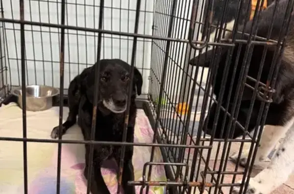 Найдена собака, Татарское, фото: Найден собака, мужской, Татарское, Костромская область