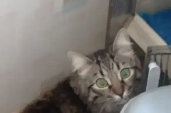 Объявления о пропавших и найденных животных, Москва, фото: Найдена кошка, Кировоградская улица, 44 к1, Москва - чепрачная с зелеными глазами