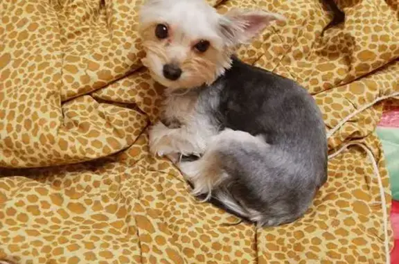 Пропала собака, женский пол, улица Разина, Вологда - photo