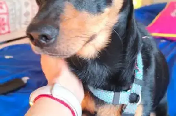 Найдена собака, Калининград, фото: Найден собака, мужской, Книжная улица, Калининград - чёрный в шлейке