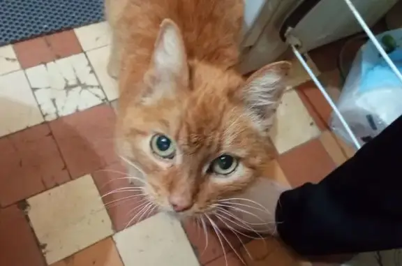 Найдена кошка, Ульяновск, фото: Найден кот, улица Доватора, Ульяновск - рыжий с фиолетовым ошейником