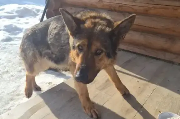 Найденные животные Раменский, фото: Найдена собака, Раменский - овчарка с ошейником