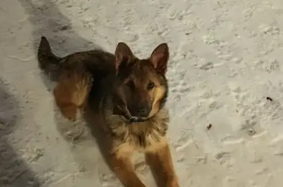 Собаки потеряшки, Вязьма, фото: Потеряшка собака, Локомотивная улица, 10, Вязьма - серо-коричневый с чёрным ошейником