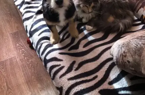 Пропала собака, женский пол, улица Энгельса, 4, Ярцево - маленькая, окрас чёрный с белым галстуком - photo