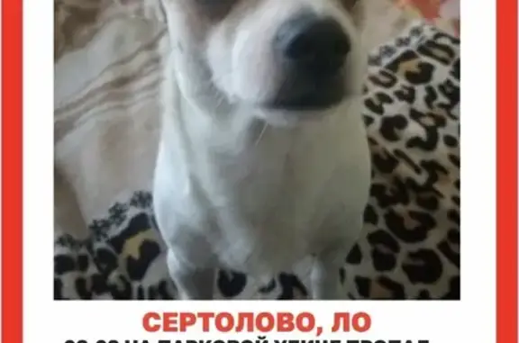Пропала собака, Парковая улица, 1, Сертолово - photo