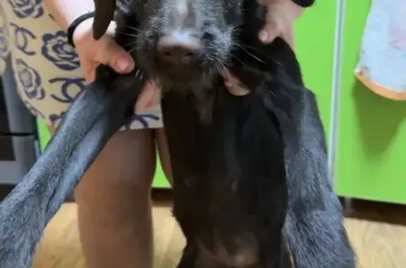 Найденные животные Ростов-на-Дону, фото: Найдена собака, Рижская улица, 102/5, Ростов-на-Дону - девочка 3-5 месяцев