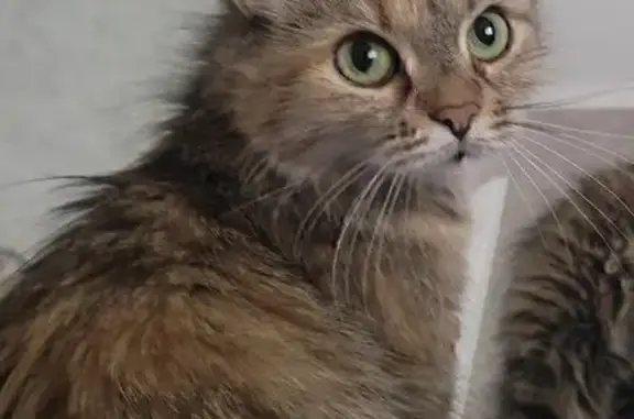 Пропала кошка, Колтушское городское поселение, Ленинградская область - пугливая, не стерилизована - photo