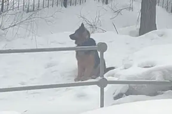 Найдена собака, Пенза, фото: Найдена собака, улица Собинова, 5, городской округ Пенза - пушистая, по типу овчарки