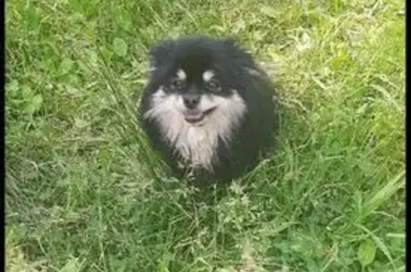 Пропала собака, 4-й Красноармейский переулок, Брянск - чёрный шпиц - photo