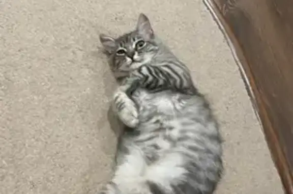 Пропал кот, Краснослободск, Волгоградская область - серый с буквой М на лбу - photo