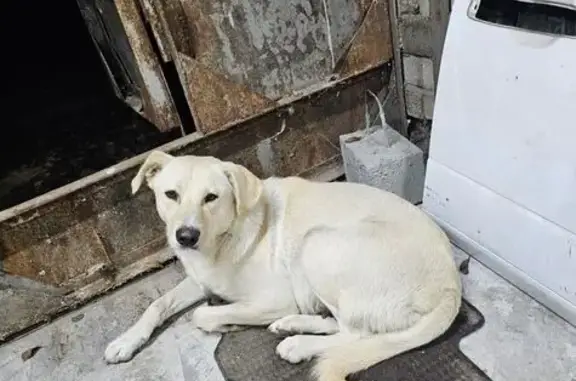 Пропала собака, Волгоград, Волгоградская область - была беременна на последних сроках - photo