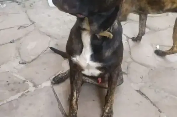 Пропала собака, мужской пол, район Сириус-Адлер, Сочи - photo