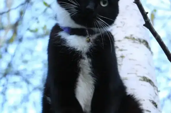 Пропала кошка, Школьный переулок, Петрово - чёрная с белым пятнышком - photo