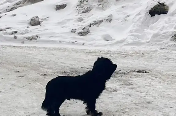 Найдена собака, Ульяновск, фото: Найдена собака, Инзенская улица, 4, Ульяновск - небольшая черная с ошейником