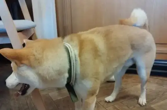 Найдена собака, Владимир, фото: Найден собака, улица Козлов Вал, Владимир - рыжий контактный кобель