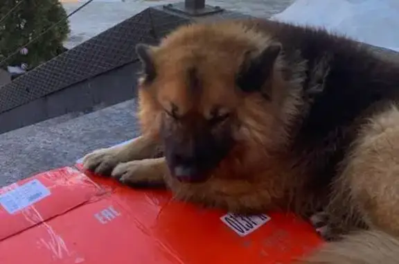 Найдена собака, Тула, фото: Найдена собака, проспект Ленина, 85, Тула