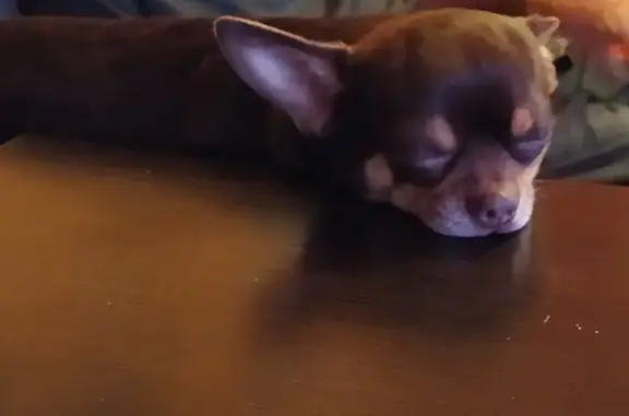 Пропал собака, мужской, 29Н-075, 40В, сельское поселение Деревня Совьяки, Боровск - коричневый, напали собаки корги - photo