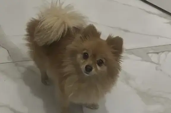 Потерянные животные Кызыл, фото: Пропала собака, улица Воинов-Интернационалистов, 20, Кызыл - маленькая рыжая девочка