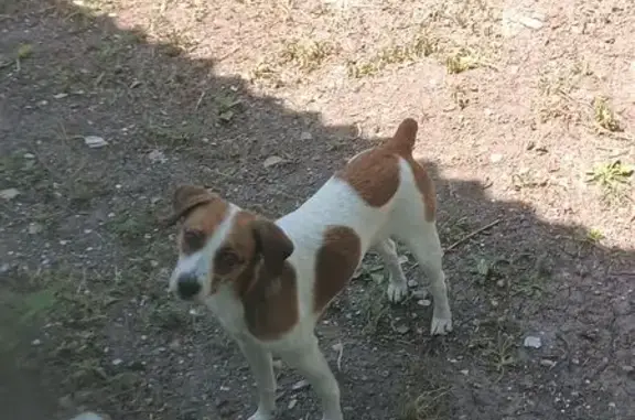 Пропала собака, улица Короленко, 1, Крымск - породы Джек Рассел, длинноногая - photo