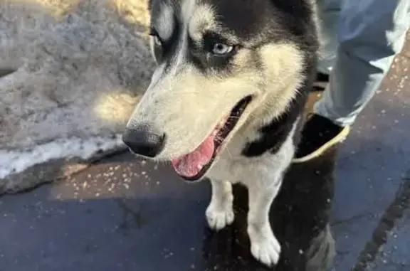 Объявления о пропавших и найденных животных, Москва, фото: Найден собака, улица Заречье, Москва - молодой кобель хаски