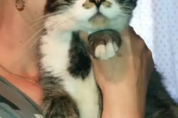 Найден кот, улица Максима Горького, 20, Тула - крупный и ручной - photo