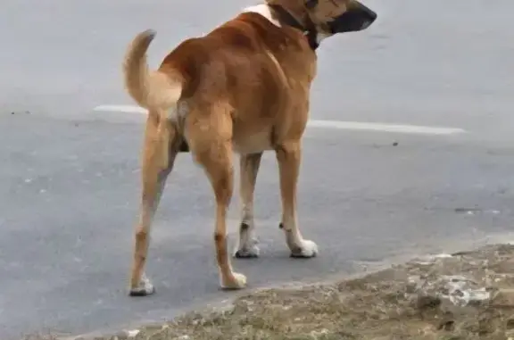 Пропала собака, улица Жданова, Тюмень - photo